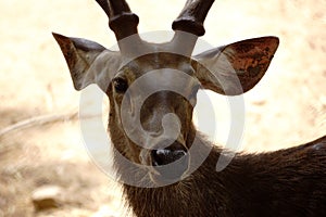 Sambar deer potrait