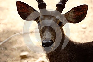 Sambar deer potrait