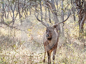 Sambar deer in Ranthambore National Park, India
