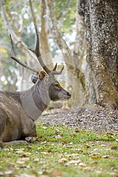 Sambar Deer Ruminant in nature reserve