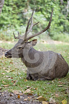 Sambar Deer Ruminant in nature reserve