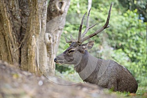 Sambar Deer Ruminant in nature reserve