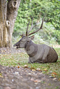 Sambar Deer Ruminant in nature reserve