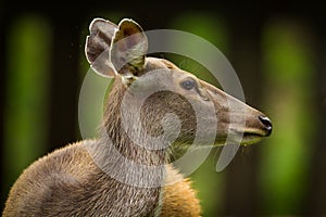 Sambar deer(Rusa unicolor )