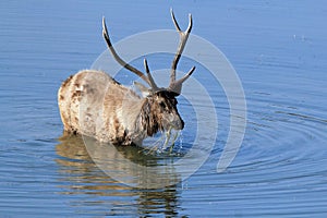 Sambar Deer photo