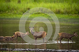 sambar deer or rusa unicolor herd or family resting or relaxing in water body in natural scenic green background during outdoor photo