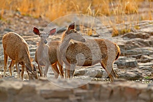 Sambar deer, Rusa unicolor, large animal, Indian subcontinent, China, nature habitat. Bellow majestic powerful adult animal in sto photo