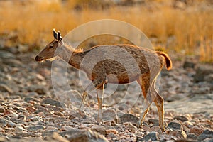 Sambar deer, Rusa unicolor, large animal, Indian subcontinent, China, nature habitat. Bellow majestic powerful adult animal in sto photo