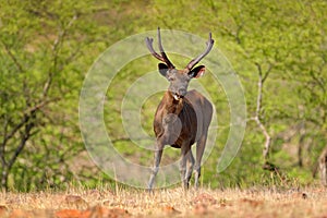 Sambar deer, Rusa unicolor, large animal, Indian subcontinent, Rathambore, India. Deer, nature habitat. Bellow majestic powerful a