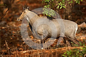 Sambar deer, Rusa unicolor, large animal, Indian subcontinent, Rathambore, India. Deer, nature habitat. Bellow majestic powerful a