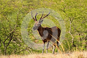 Sambar deer, Rusa unicolor, large animal, Indian subcontinent, Rathambore, India. Deer, nature habitat. Bellow majestic powerful a photo