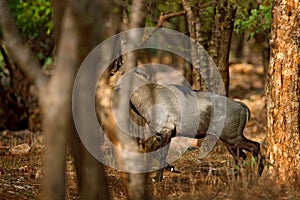 Sambar deer, Rusa unicolor, large animal, Indian subcontinent, Rathambore, India. Deer, nature habitat. Bellow majestic powerful a photo