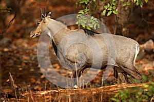 Sambar deer, Rusa unicolor, large animal, Indian subcontinent, Rathambore, India. Deer, nature habitat. Bellow majestic powerful a photo