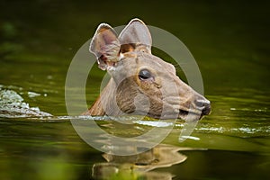 Sambar deer(Rusa unicolor ) photo