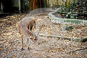 Sambar Deer or Rusa Unicolor in the Thailand`s Zoo