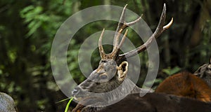 Sambar Deer Rusa unicolor in the wild photo