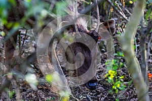 Sambar Deer Scavenging the Ground