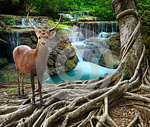 sambar deer standing beside bayan tree root in front of lime stone water falls at deep and purity forest use for wild life in nat