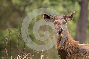 Sambar deer at the tiger reserve area at bandipur karnataka india