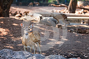 sambar Deer in in Trivandrum, Thiruvananthapuram Zoo Kerala India