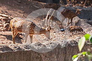 sambar Deer in in Trivandrum, Thiruvananthapuram Zoo Kerala India