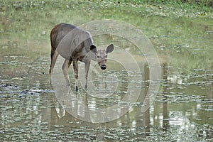 Sambar Deer at a water body quenching its thirst at Pench National Park with beautiful background