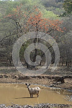 Sambar Deer in waterhole,Ranthambhore National park,Rajasthan,India