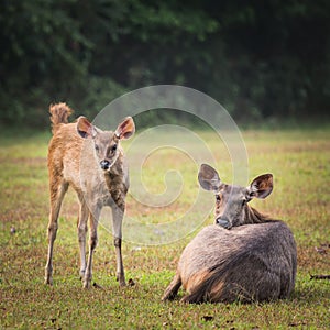 Sambar deers.