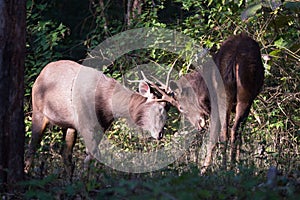 Sambar deers fighting