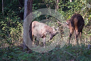 Sambar deers fighting