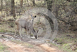 Sambar deers in Ranthambore forest