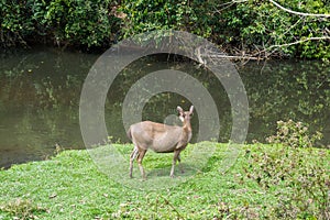 Sambar Doe Deer, Southeast Asian and Indian Deer, Standing and E