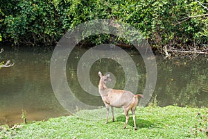 Sambar Doe Deer, Southeast Asian and Indian Deer, Standing and E