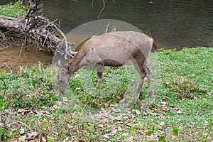 Sambar Doe Deer, Southeast Asian and Indian Deer, Standing and E