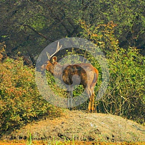 The sambar in the forest of keoladev National forest