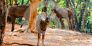The sambar or indian sambardeer sambur in jungle photo