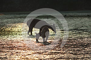 Sambar Rusa unicolor hinds feeding in a lagoon at sunset.