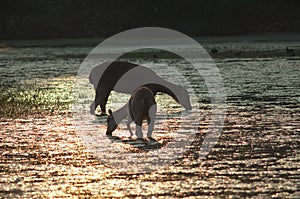 Sambar Rusa unicolor hinds feeding in a lagoon at sunset.