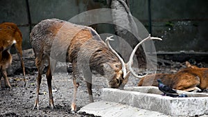 Sambar (Rusa unicolor) inside the zoo at Kolkata