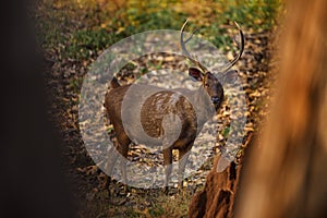 Sambar, Rusa unicolor, in the nature habitat, Kabini Nagarhole NP, India. Wild deer in the grass, nature wildlife. Sambar, animla photo