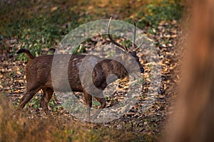 Sambar, Rusa unicolor, in the nature habitat, Kabini Nagarhole NP, India. Wild deer in the grass, nature wildlife. Sambar, animla photo