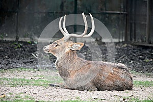 Sambar (Rusa unicolor) taking rest inside the zoo at Kolkata