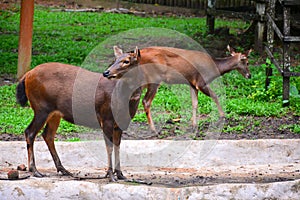 Sambar (Rusa unicolor) deer photo