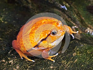 Sambava tomato frog (Dyscophus guineti)