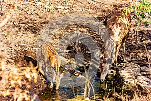 Sambhar Deer and Chital meet at the water hole, Gir National Park, Gujarat, India