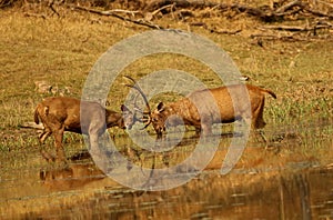 Sambhar stag in a mock fight, Rusa unicolor, Pench National park Madhyapradesh, India