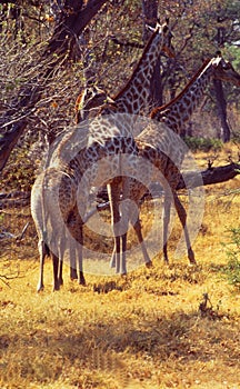 Sambia: Three girafs in the bush