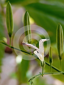 Sambiloto flower with the scientific name & x28;Andrographis paniculata Nees& x29; photo