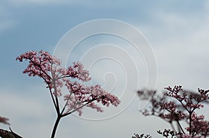 Nero bellezza fiore ancora annulla il cielo 