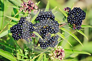 Sambucus Berries